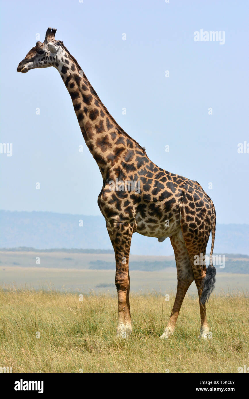 Masai giraffe. Maasai giraffe, Massai-Giraffe, Giraffa camelopardalis tippelskirchi, maszáj zsiráf Foto Stock