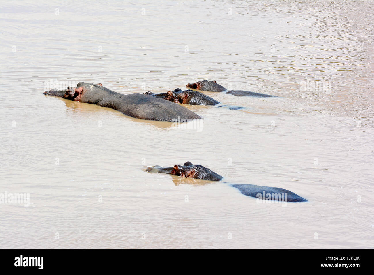 Ippopotamo. Flusspferd, Nilpferd, Großflusspferd, Hippopotamus amphibius, nílusi víziló, Africa, Kenia Masai Mara, Foto Stock