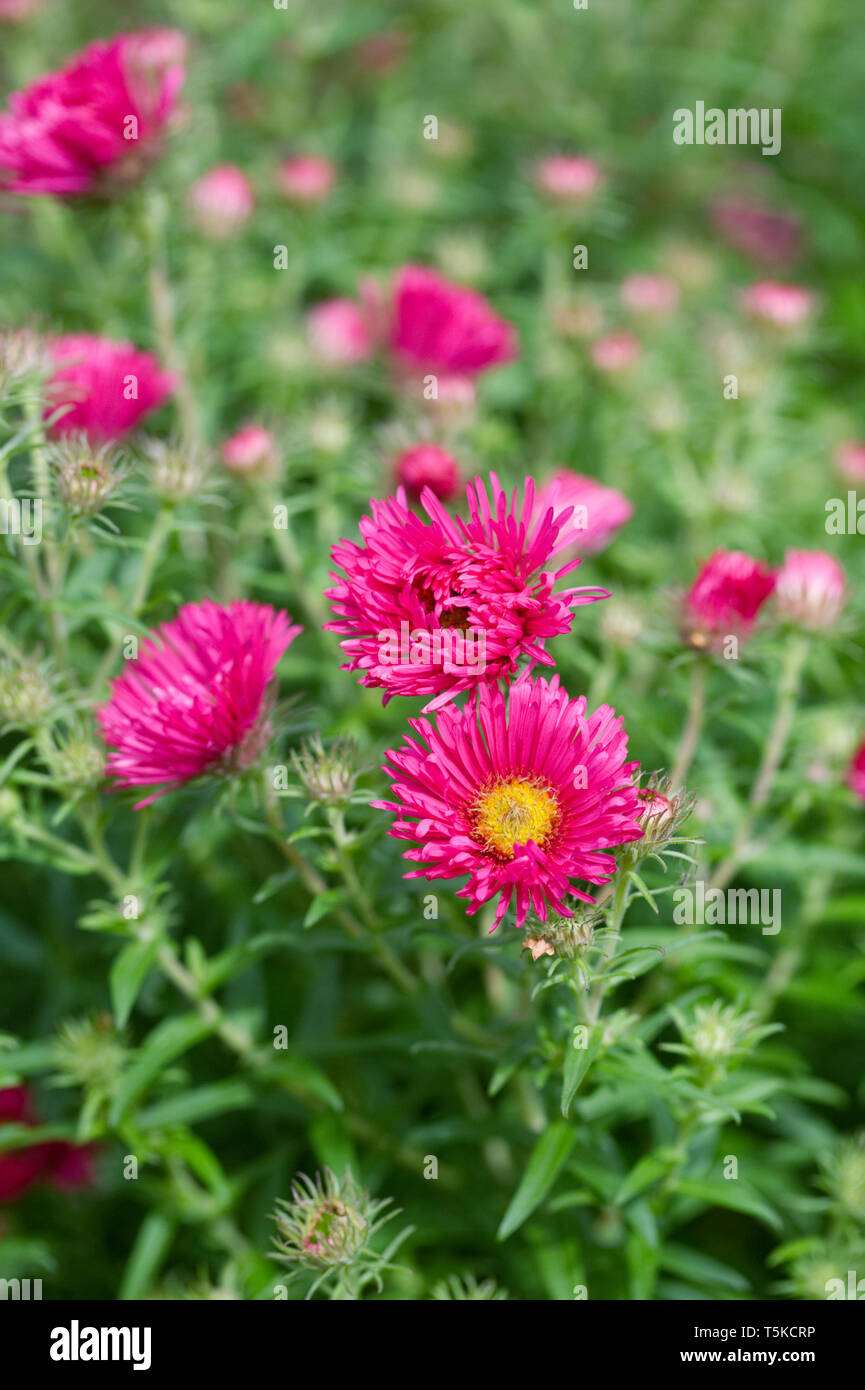 Symphyotrichum novae-angliae 'Andenken un Alma Pötschke' Fiori. Foto Stock