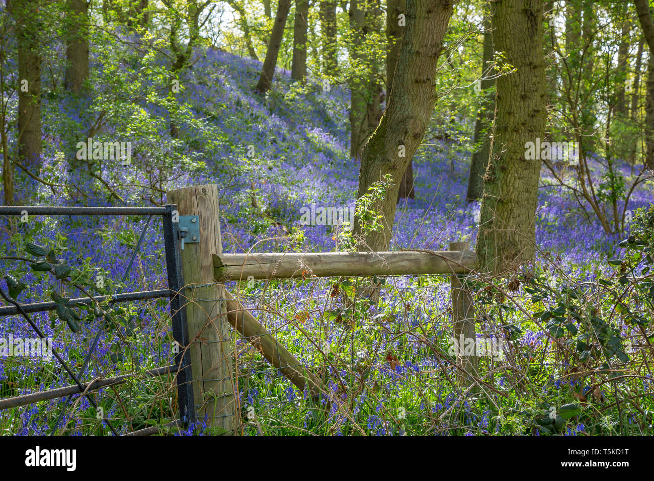 Regno Unito display del bosco di bella primavera bluebells in pezzata dalla luce del sole. Common bluebell fiori: Hyacinthoides non scripta, natura del tappeto color porpora. Foto Stock