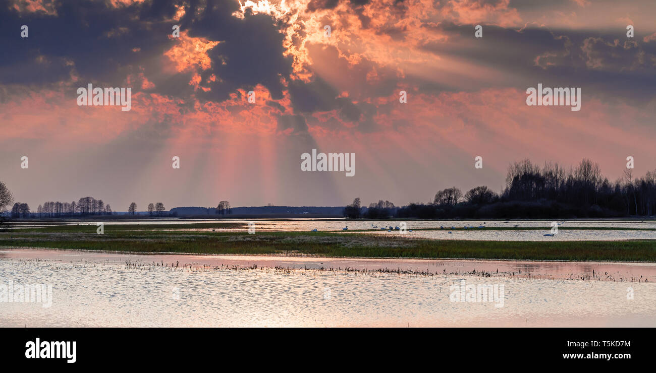 Biebrza Valley (Polonia). Tramonto sul prato umido Foto Stock