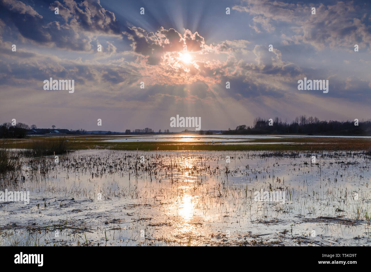 Biebrza Valley (Polonia). Tramonto sul prato umido Foto Stock