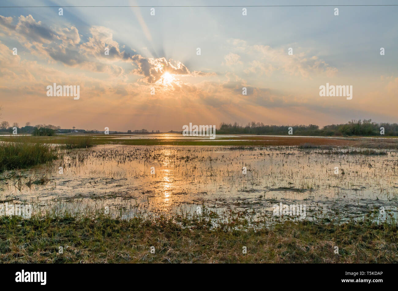 Biebrza Valley (Polonia). Tramonto sul prato umido Foto Stock