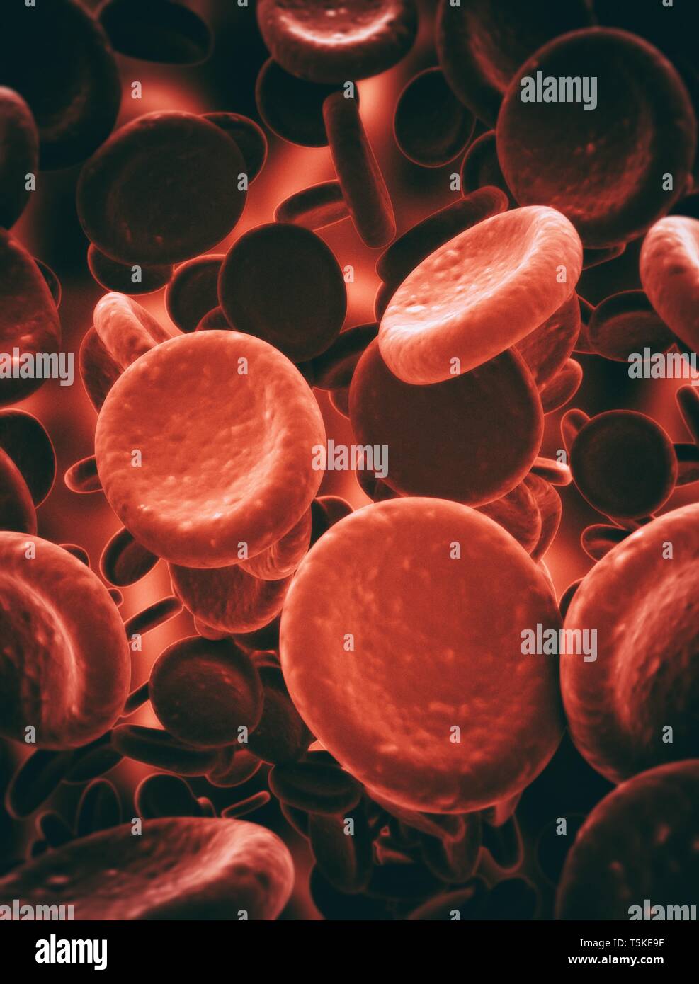 Le cellule rosse del sangue illustrazione Foto Stock