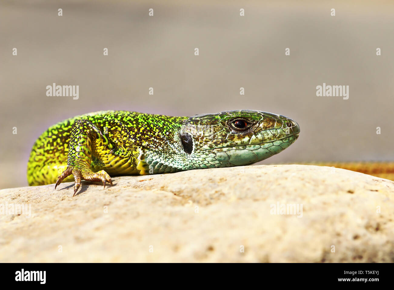 Dettaglio della lucertola verde in ambiente naturale ( Lacerta viridis ) Foto Stock