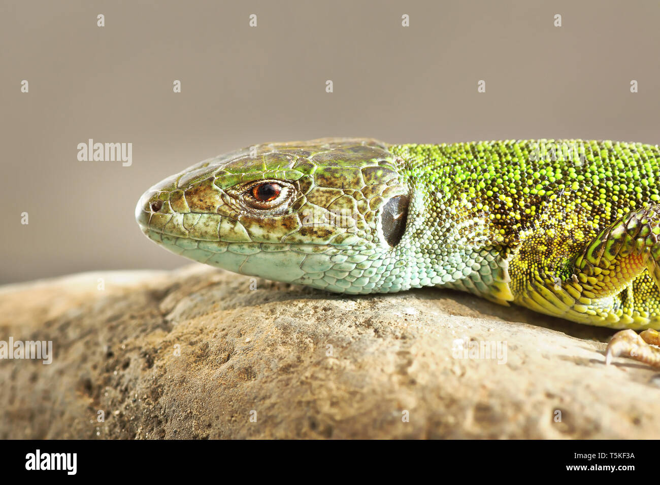 Immagine dettagliata di Lacerta viridis, il comune lucertola verde Foto Stock