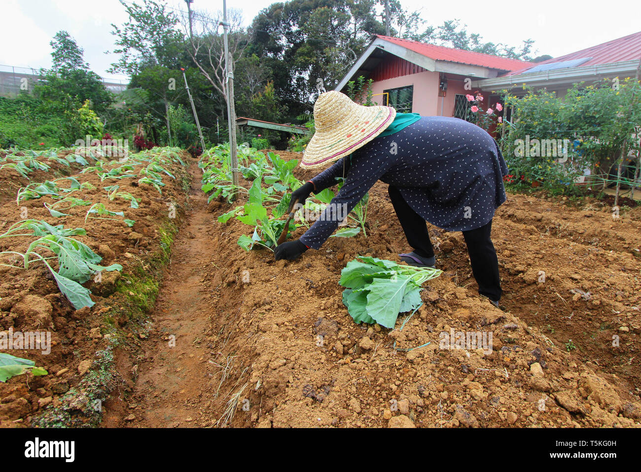 Irriconoscibile asian Lady agricoltore di piantare vegetali ad terreni agricoli. Foto Stock
