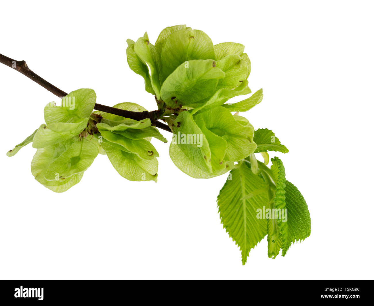 La molla delle foglie e semi di alato del Regno Unito native Wych elm tree, Ulmus glabra su sfondo bianco Foto Stock