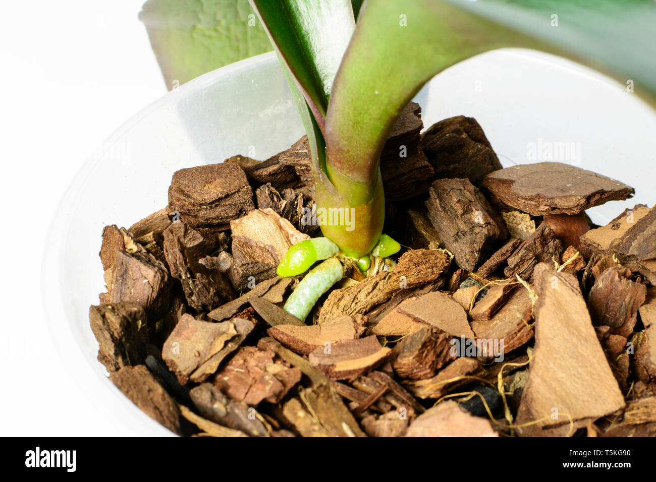 Orchid cresce nuovi giovani radici. radici nella fase attiva di crescita Foto Stock