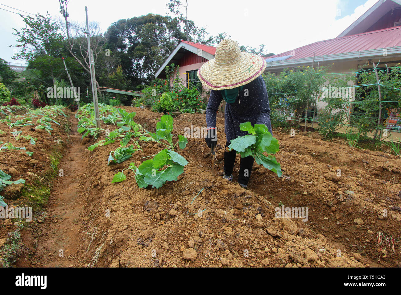 Irriconoscibile asian Lady agricoltore di piantare vegetali ad terreni agricoli. Foto Stock