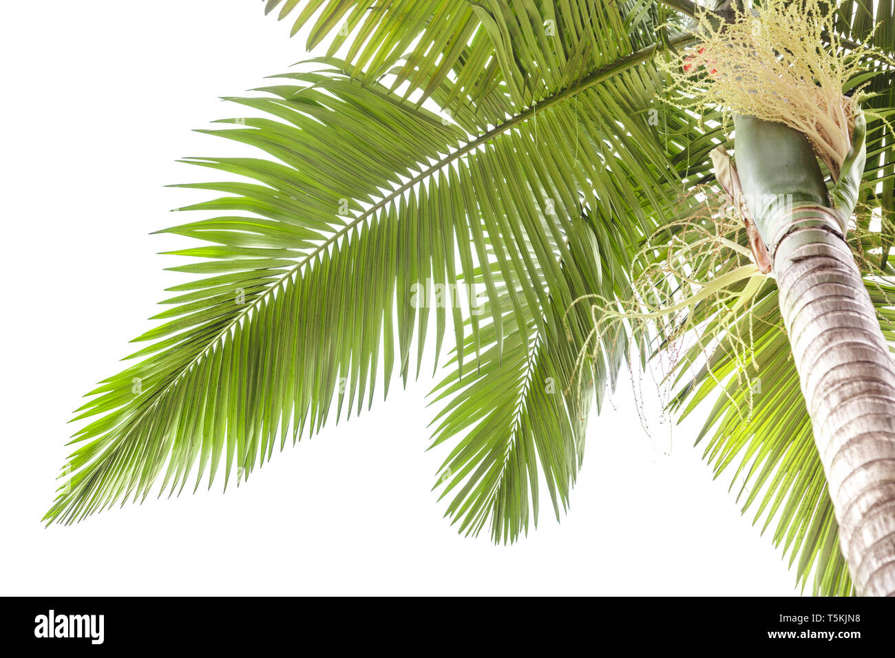 Palm tree isolati su sfondo bianco Foto Stock