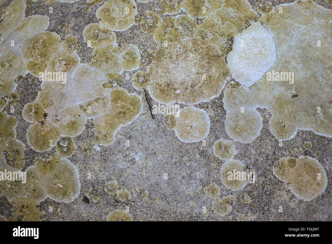 Vari colori di lichen su sfondo di pietra Foto Stock