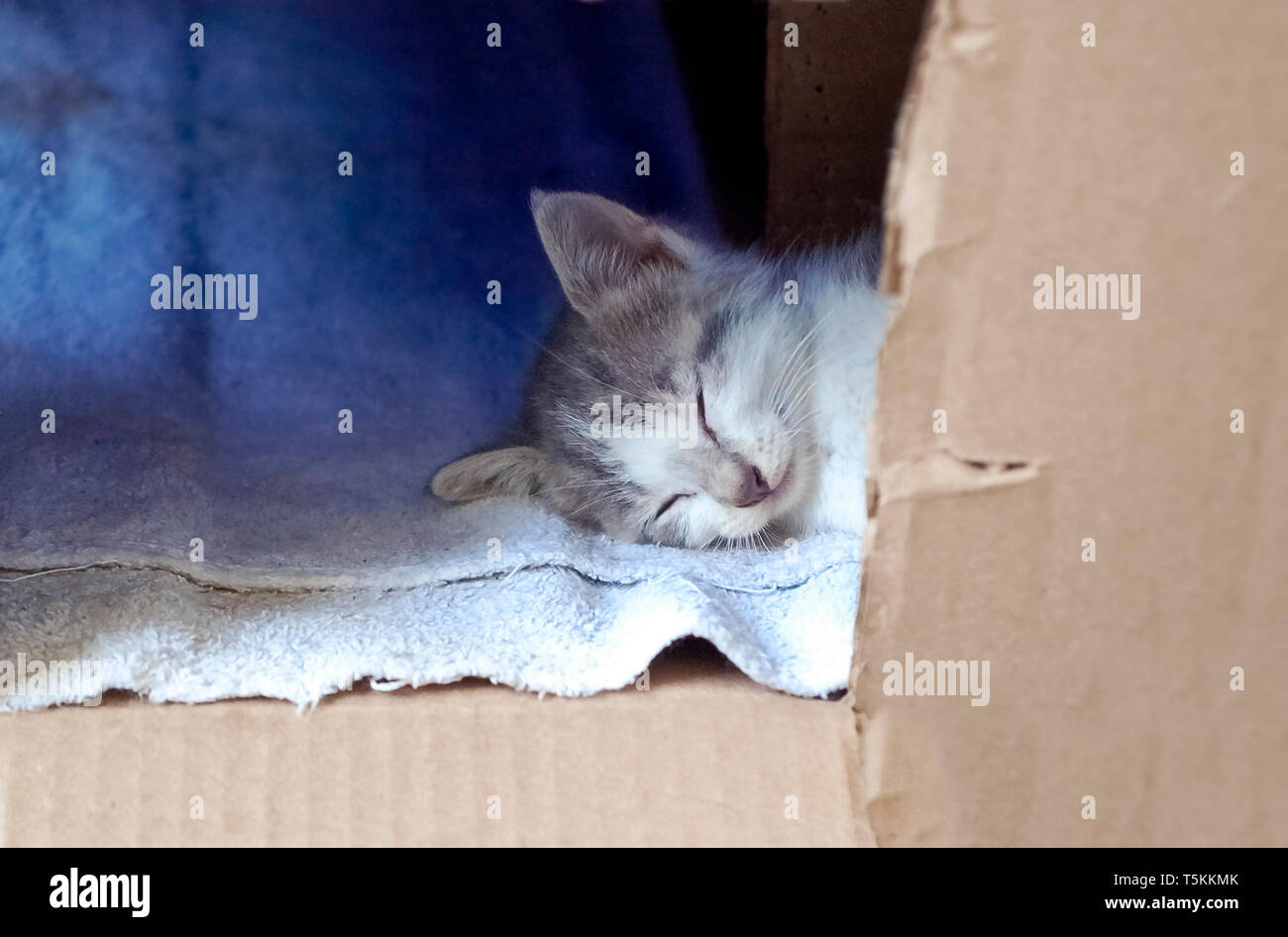 Senzatetto gattino dormire in una scatola di cartone Foto Stock