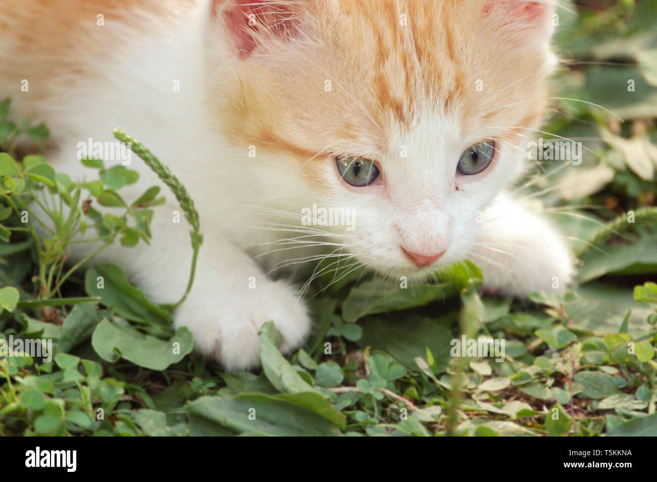 Curioso dagli occhi blu gattino giocare al di fuori Foto Stock