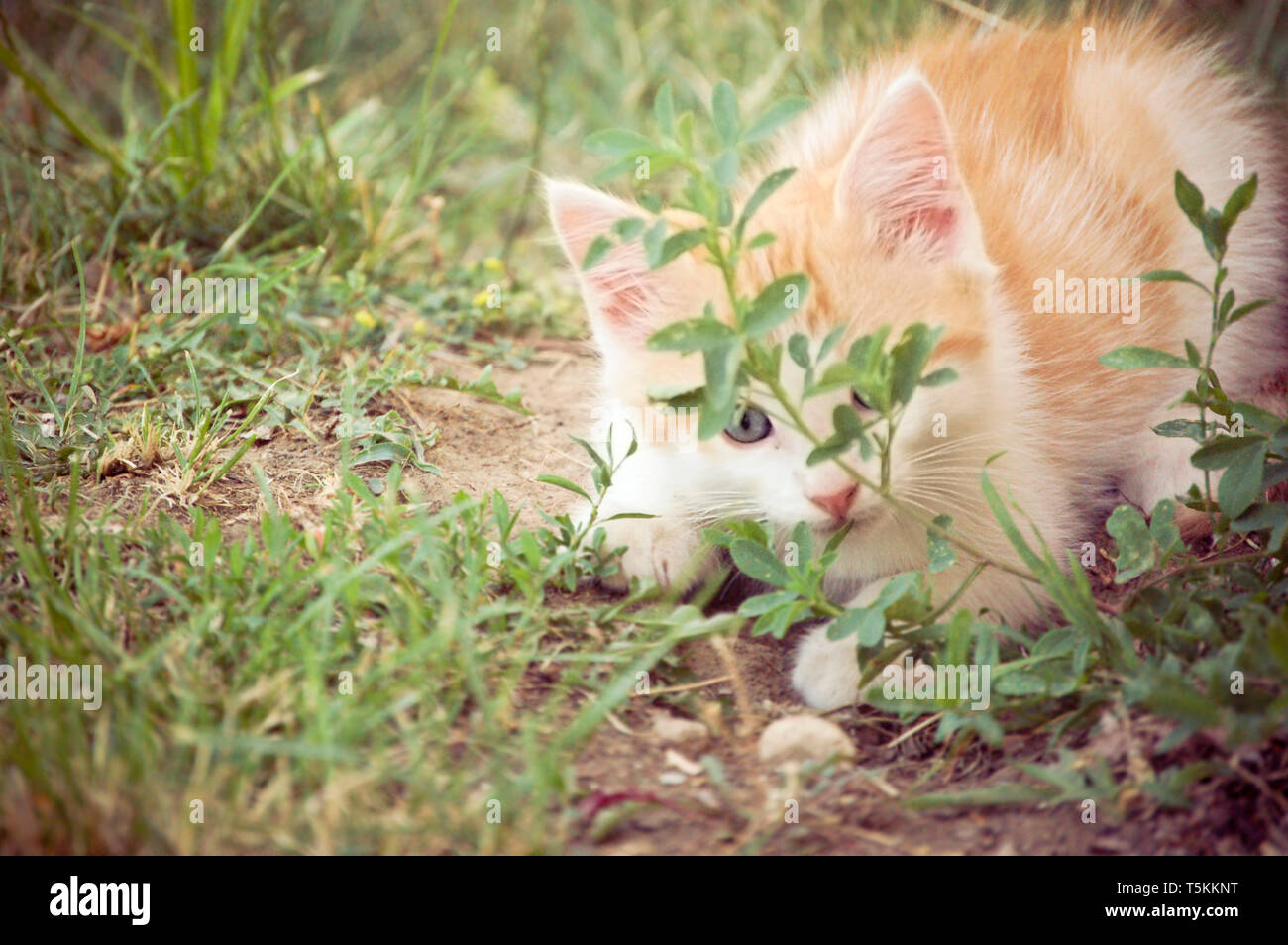 Carino in giallo e bianco gattino nascondersi dietro un impianto esterno Foto Stock