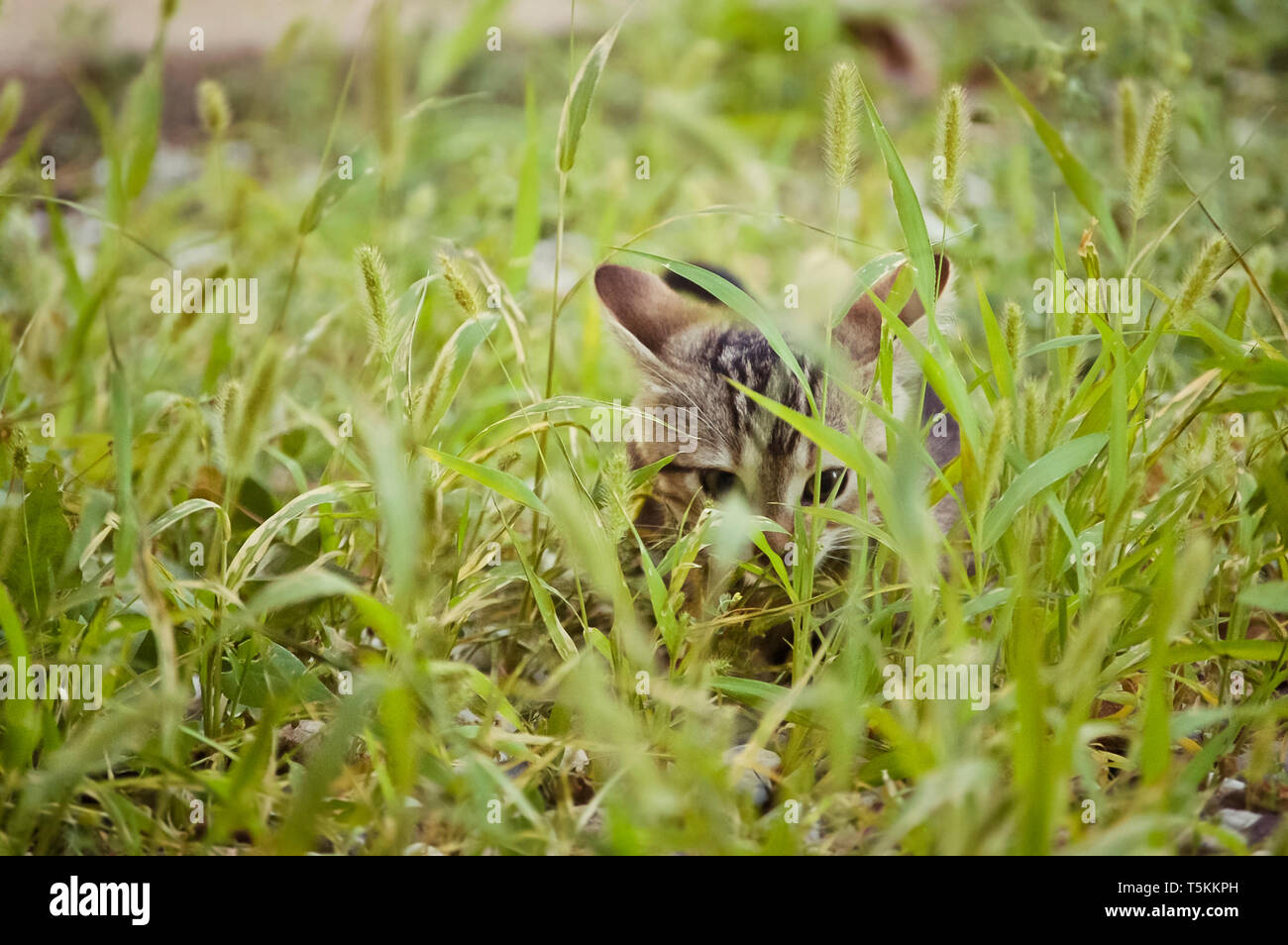 Piccolo brown tabby Kitten nascondere in erba Foto Stock