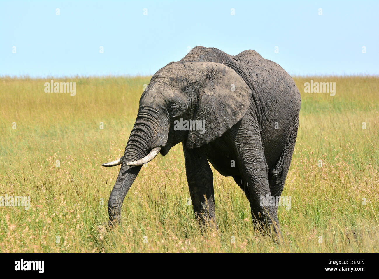 Loxodonta africana, Afrikanischer Buschelefant, Afrikanischer Steppenelefant, Afrikanischer Elefant, afrikai elefánt, savana africana elephant Foto Stock