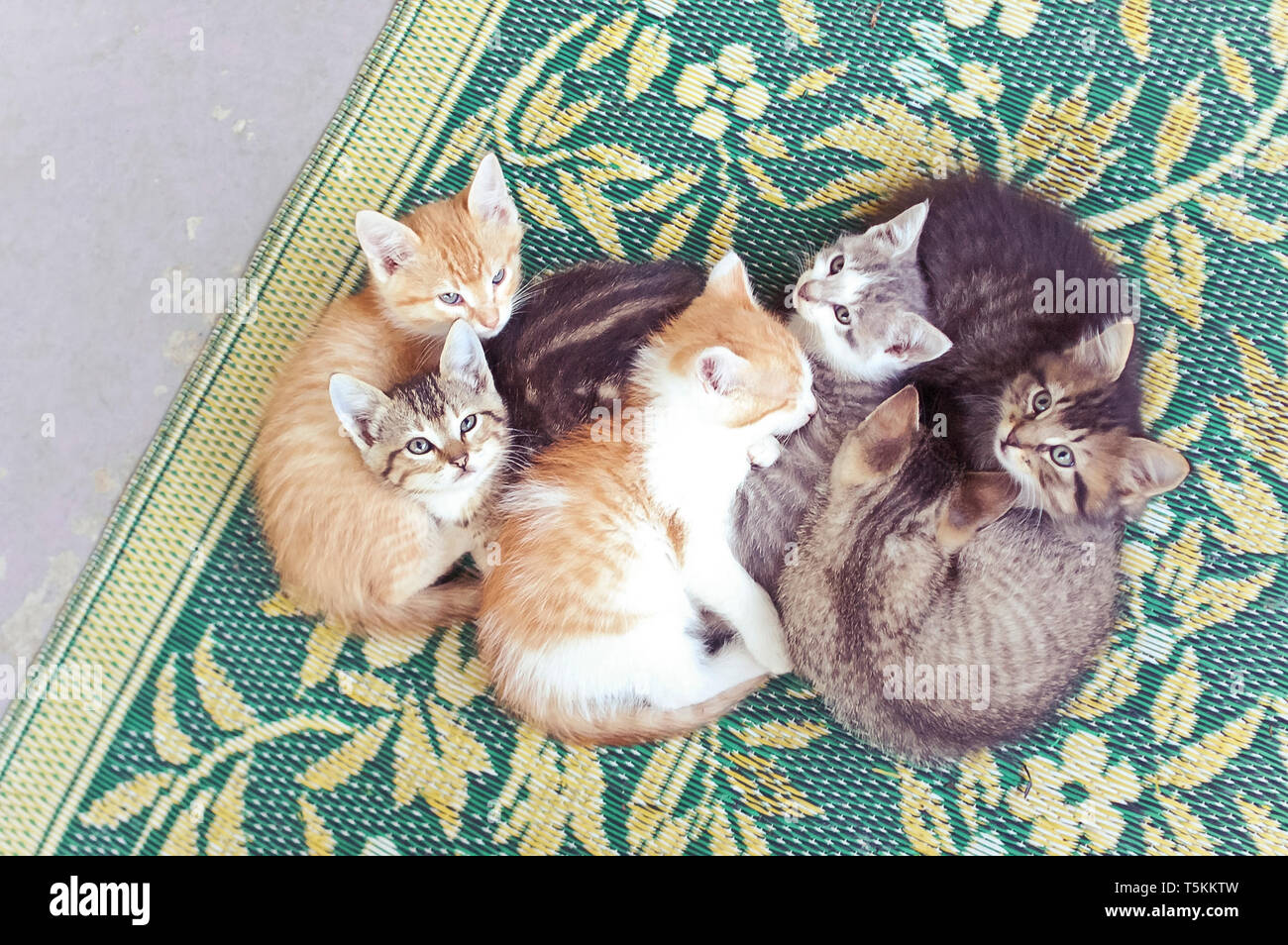 Cucciolata di gattini Snuggling insieme su sfondo floreale Foto Stock