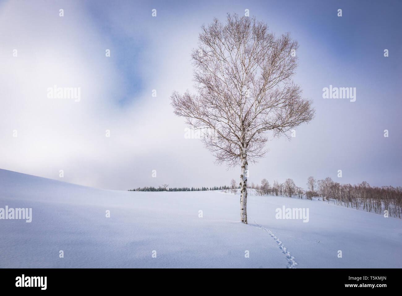 Biei, Giappone in inverno sulla strada panoramica. Foto Stock