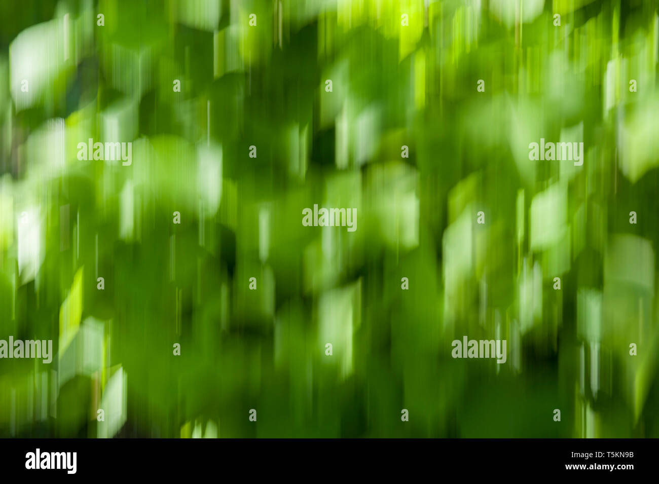 Sfocatura dello sfondo verde, sfondo bokeh - foglie sfocate Foto Stock