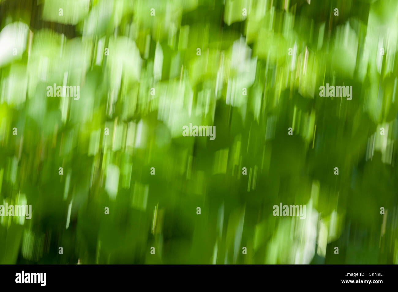 Sfocatura dello sfondo verde, sfondo bokeh - foglie sfocate Foto Stock