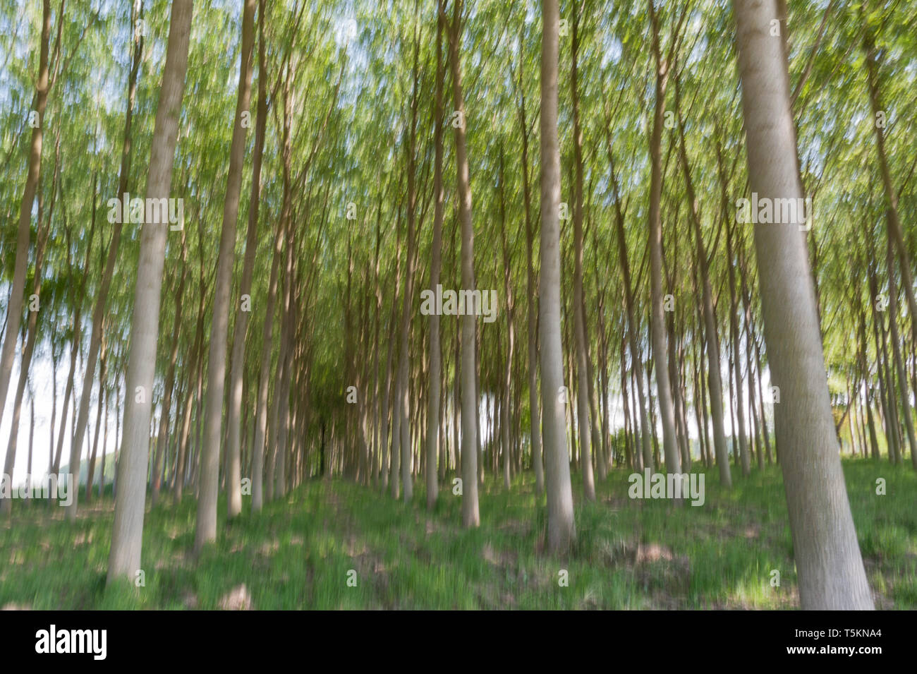 Abstract motion blur di alberi in una foresta - una lunga esposizione Foto Stock