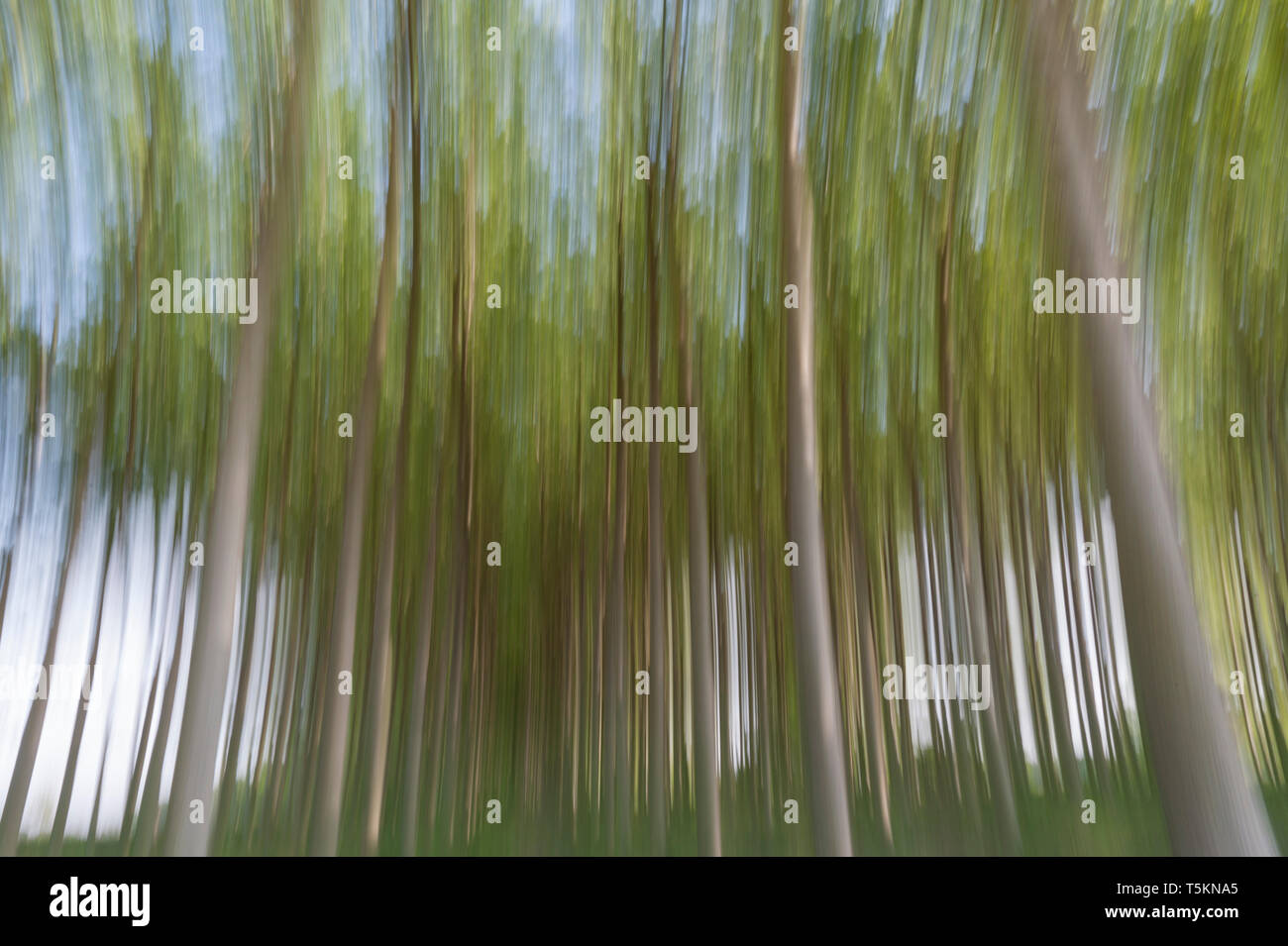 Abstract motion blur di alberi in una foresta - una lunga esposizione Foto Stock