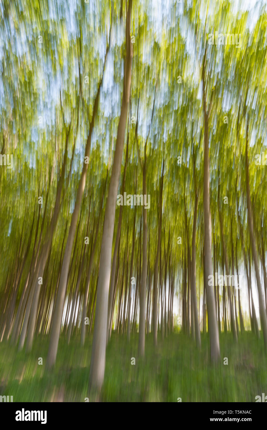 Abstract motion blur di alberi in una foresta - una lunga esposizione Foto Stock