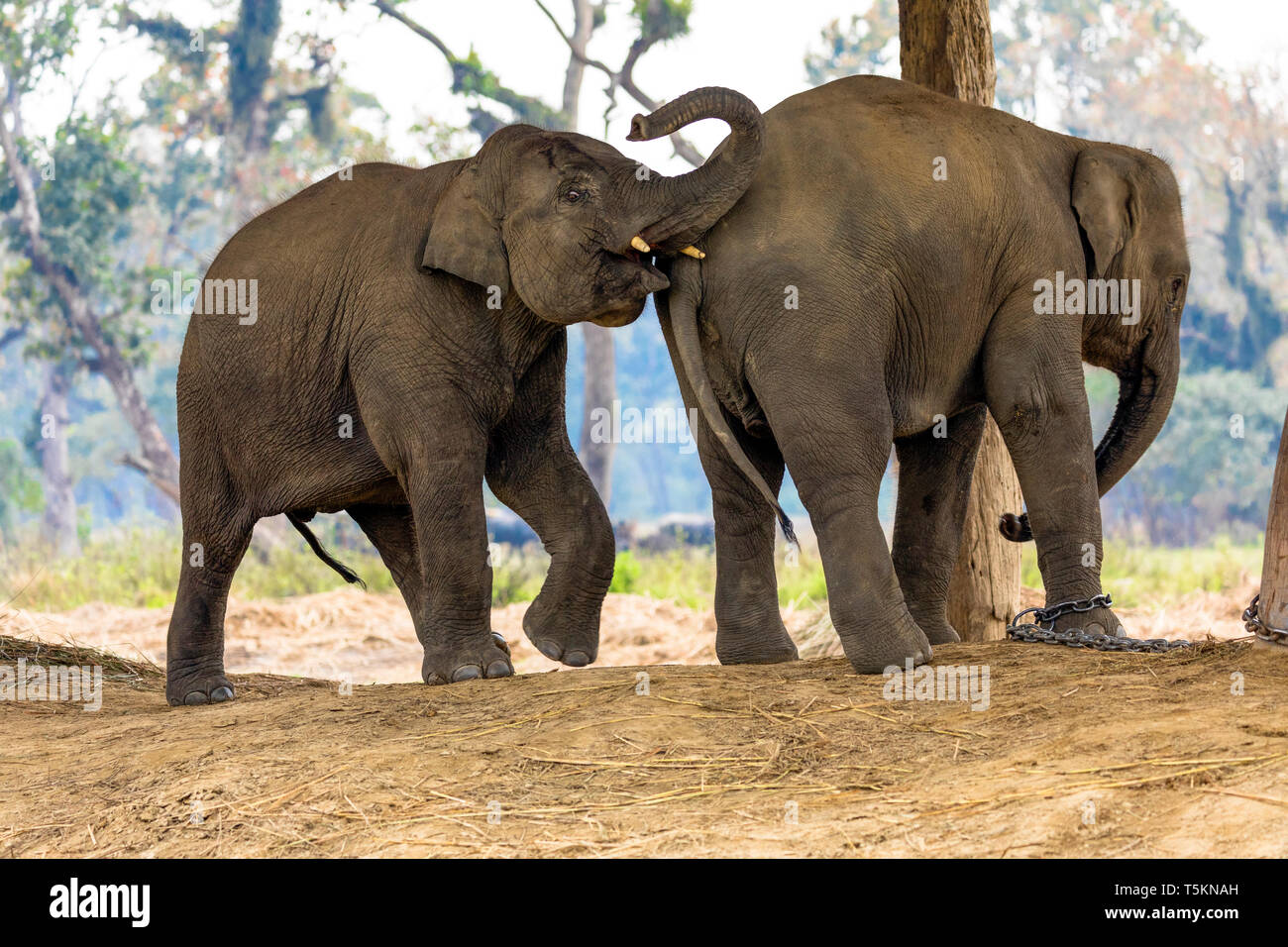 Giovani elefanti giocando da chitwan elephant breeding center Nepal Foto Stock