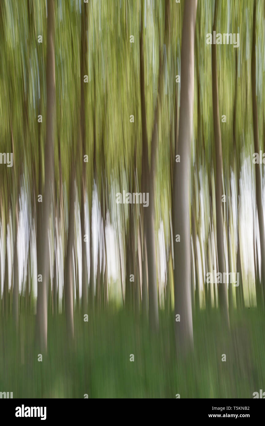 Abstract motion blur di alberi in una foresta - una lunga esposizione Foto Stock