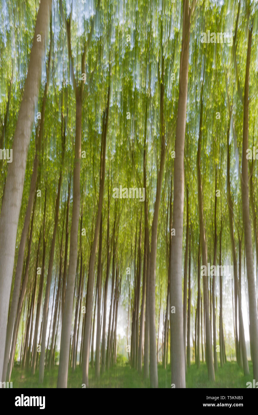 Abstract motion blur di alberi in una foresta - una lunga esposizione Foto Stock