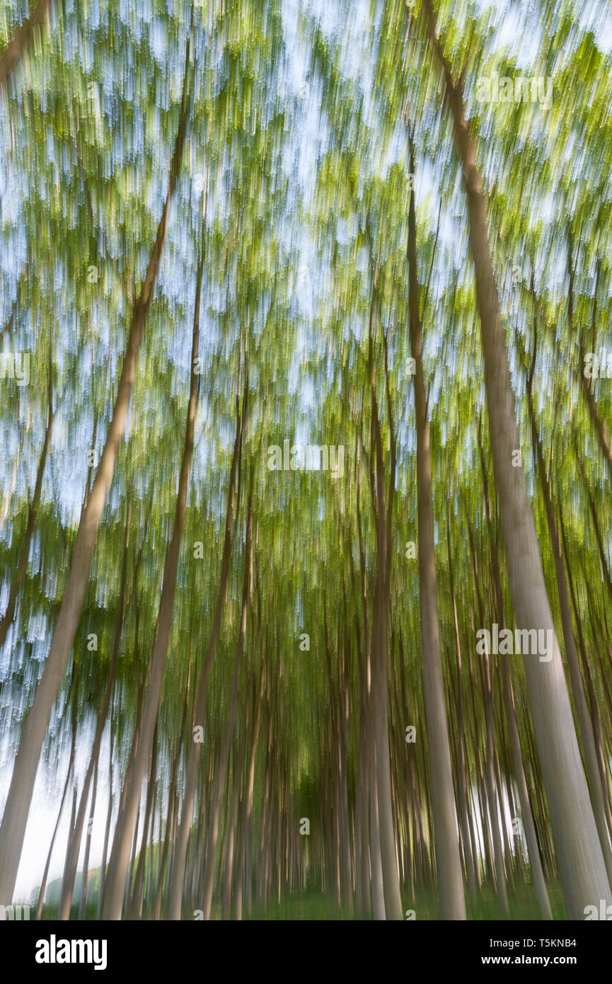 Abstract motion blur di alberi in una foresta - una lunga esposizione Foto Stock