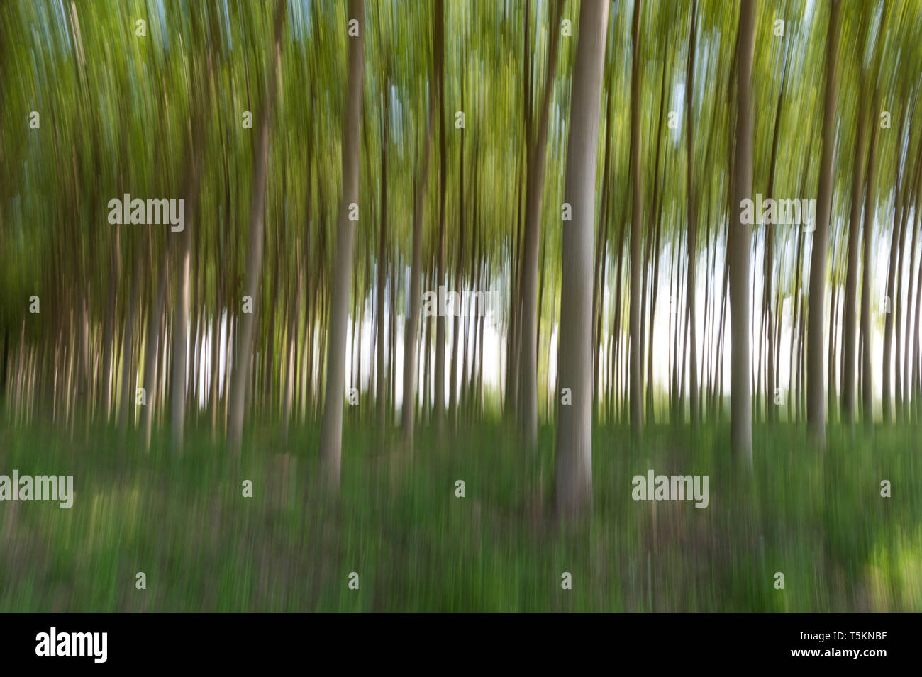 Abstract motion blur di alberi in una foresta - una lunga esposizione Foto Stock