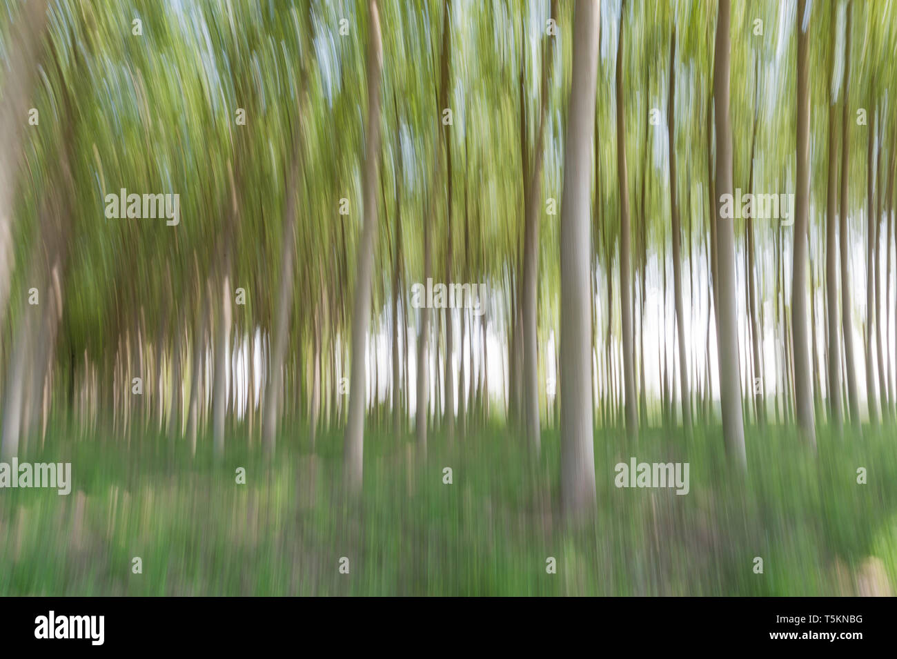 Abstract motion blur di alberi in una foresta - una lunga esposizione Foto Stock