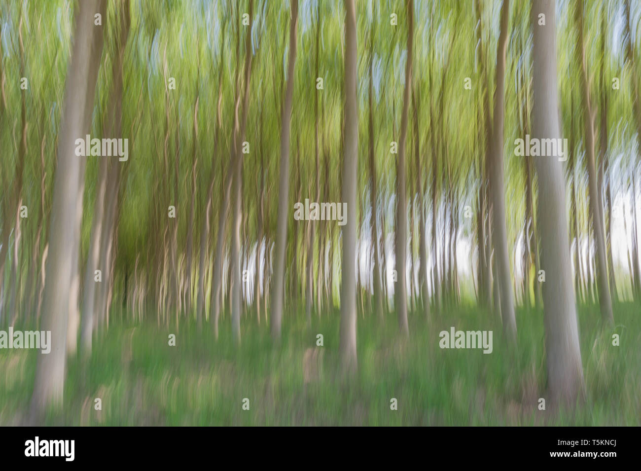 Abstract motion blur di alberi in una foresta - una lunga esposizione Foto Stock