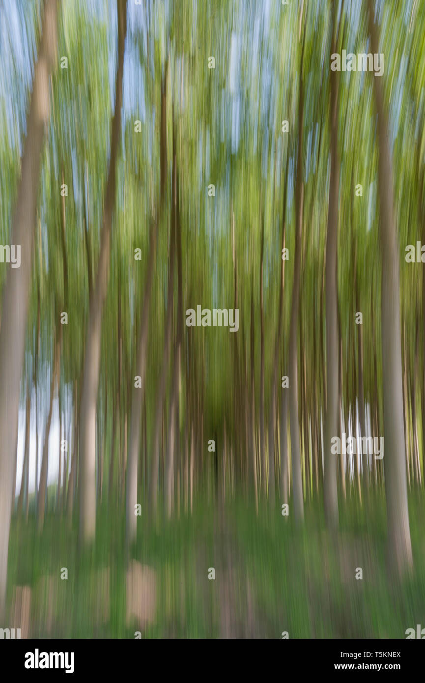 Abstract motion blur di alberi in una foresta - una lunga esposizione Foto Stock