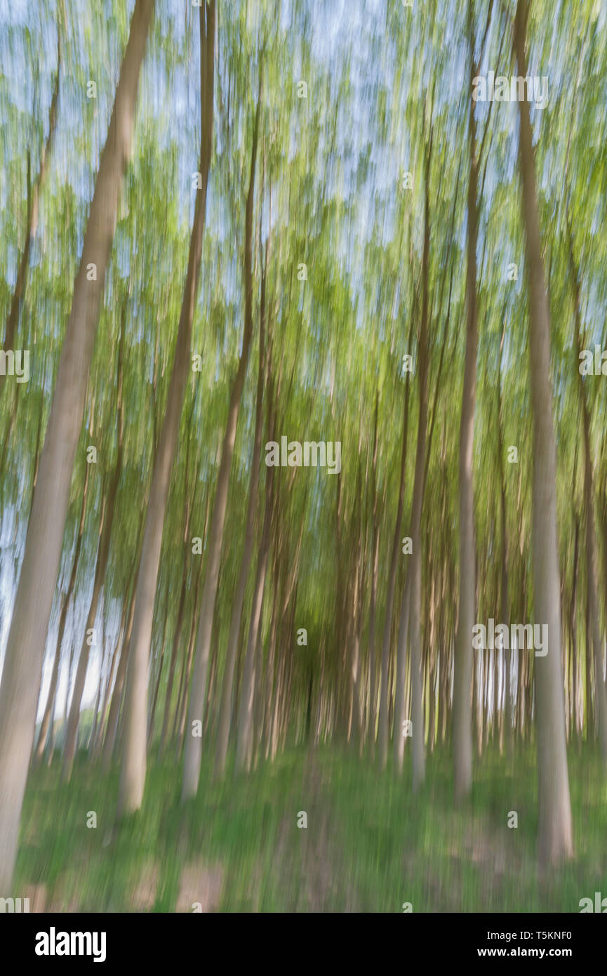 Abstract motion blur di alberi in una foresta - una lunga esposizione Foto Stock