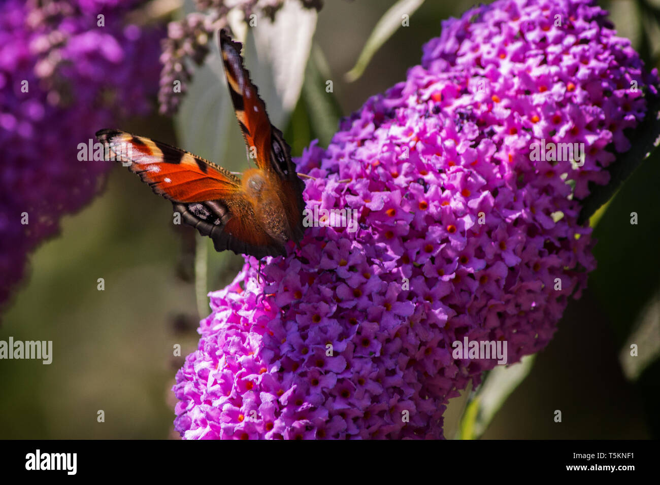 Schmetterling Tagpfauenauge lila Flieder / farfalla pavone viola lilla Foto Stock