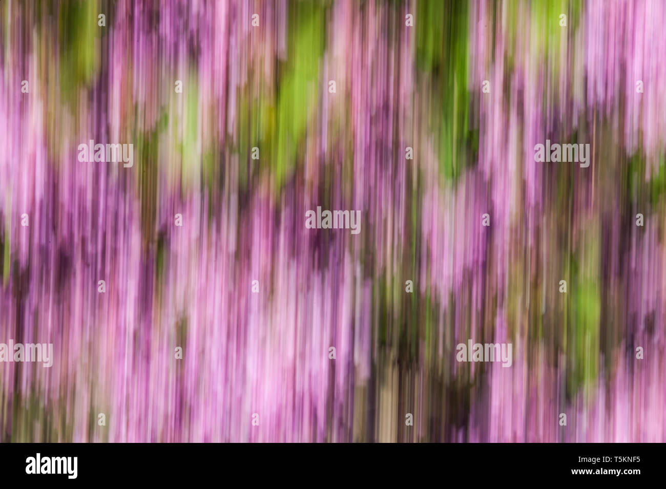 Abstract motion blur di fiori - una lunga esposizione Foto Stock