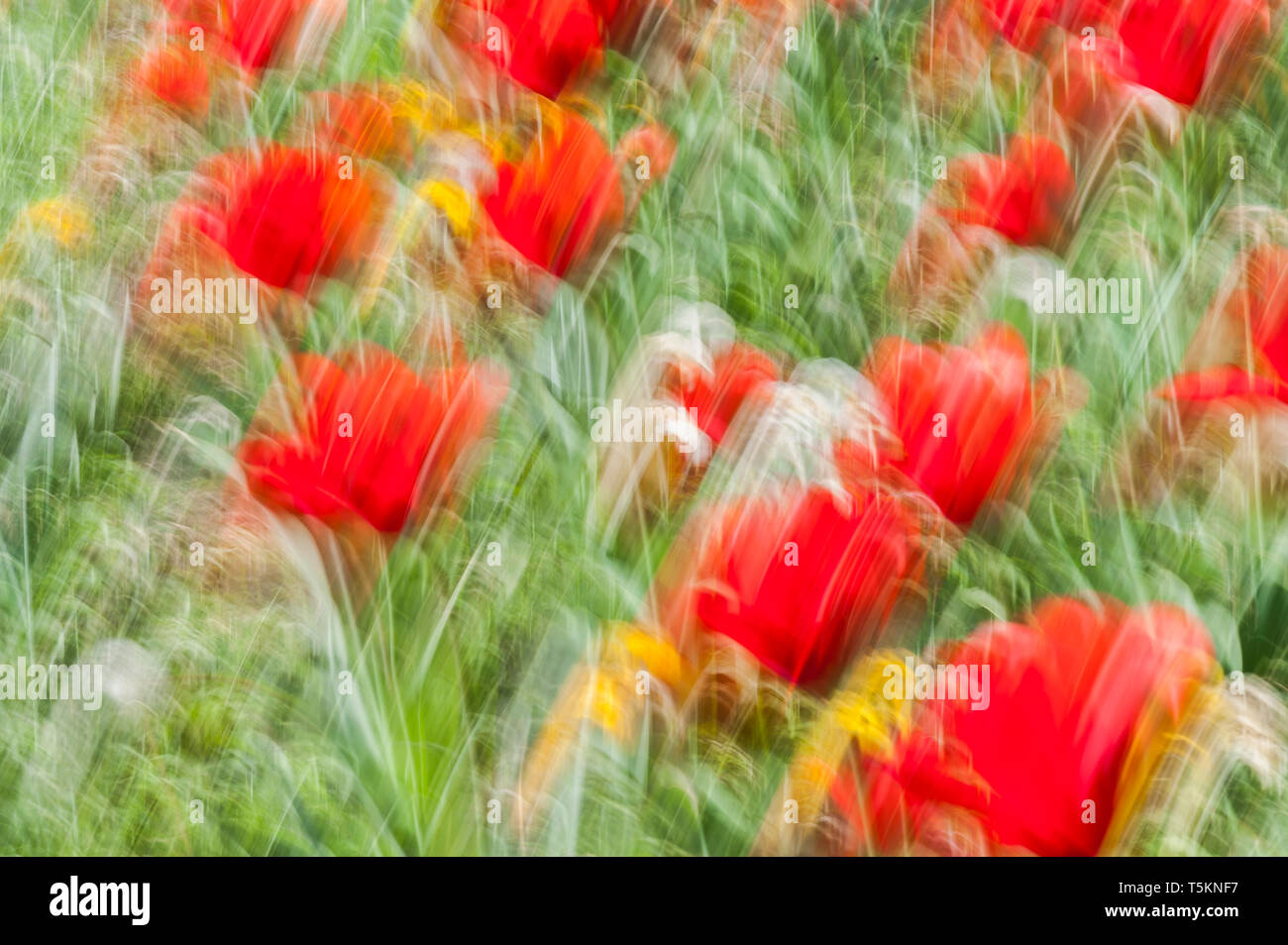 Abstract motion blur di fiori - una lunga esposizione Foto Stock