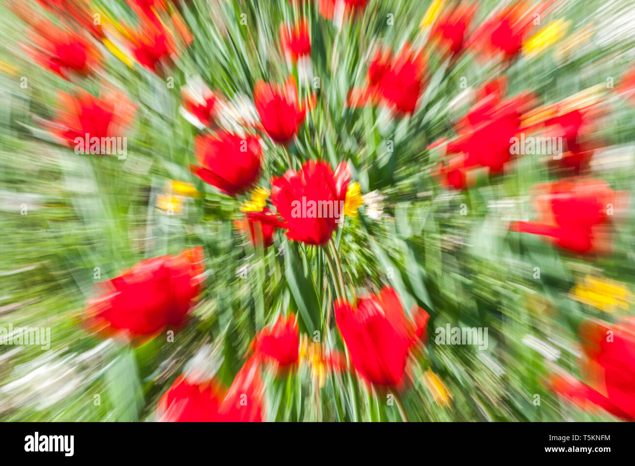 Abstract motion blur di fiori - una lunga esposizione Foto Stock