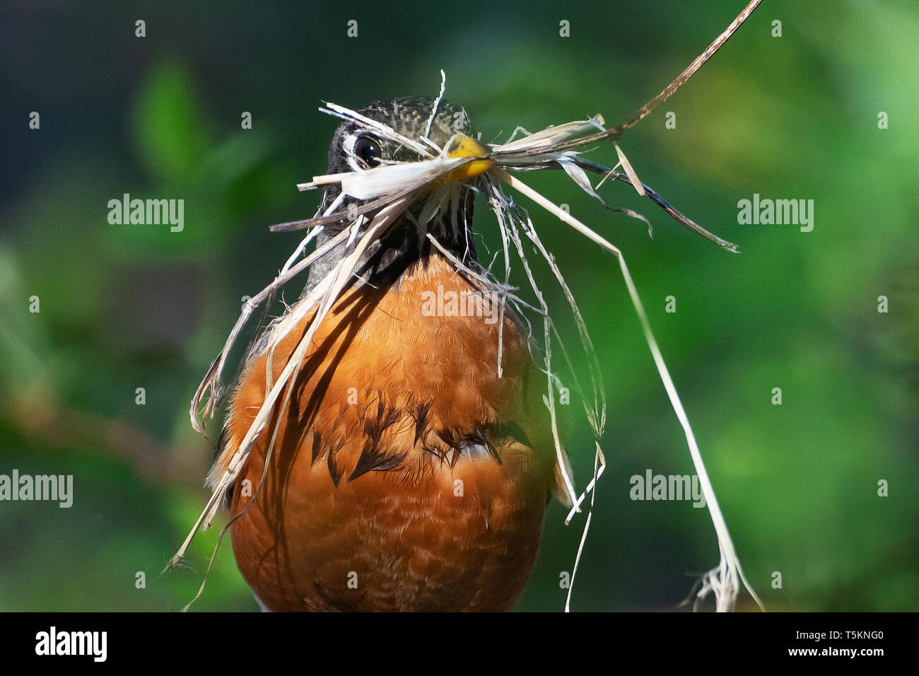 American robin con materiale di nidificazione in primavera Foto Stock