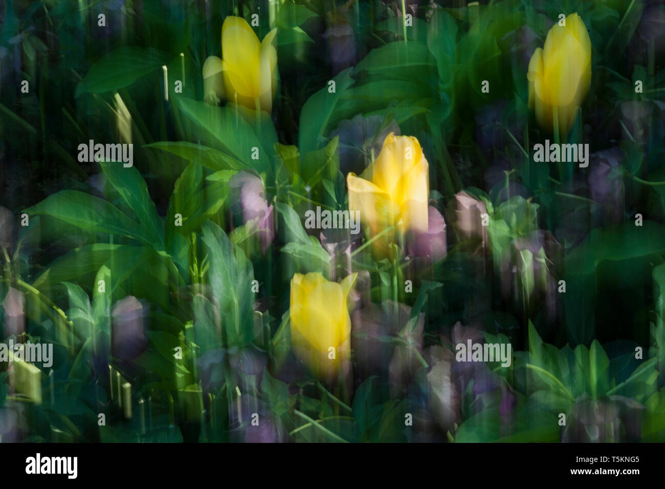 Abstract motion blur di fiori - una lunga esposizione Foto Stock