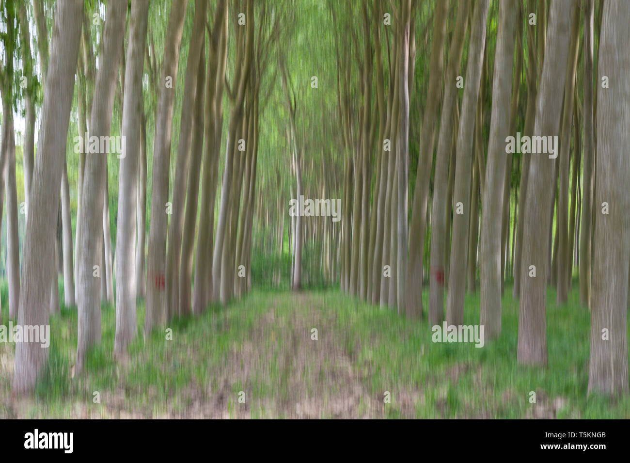Abstract motion blur di alberi in una foresta - una lunga esposizione Foto Stock