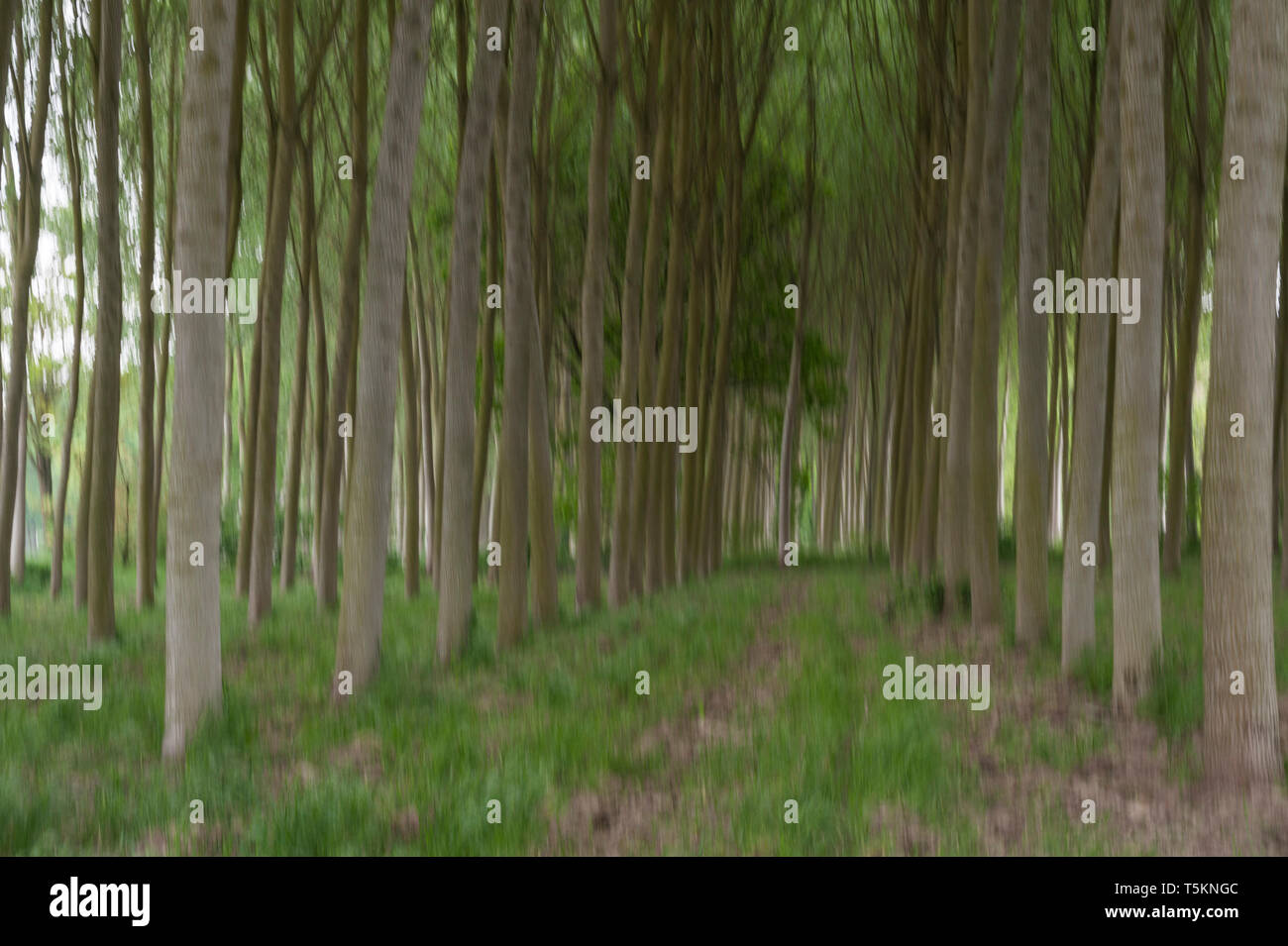 Abstract motion blur di alberi in una foresta - una lunga esposizione Foto Stock