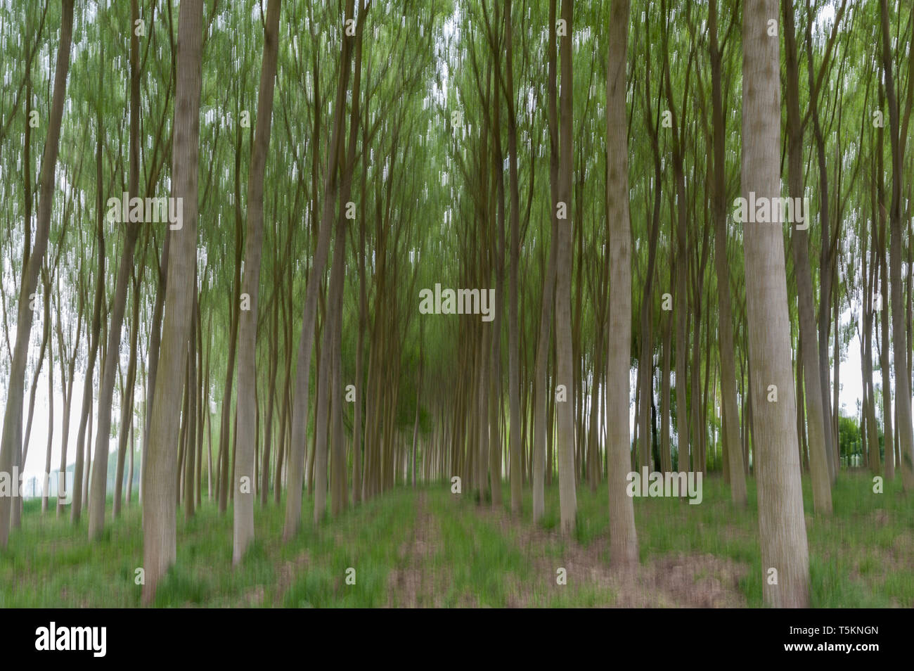 Abstract motion blur di alberi in una foresta - una lunga esposizione Foto Stock