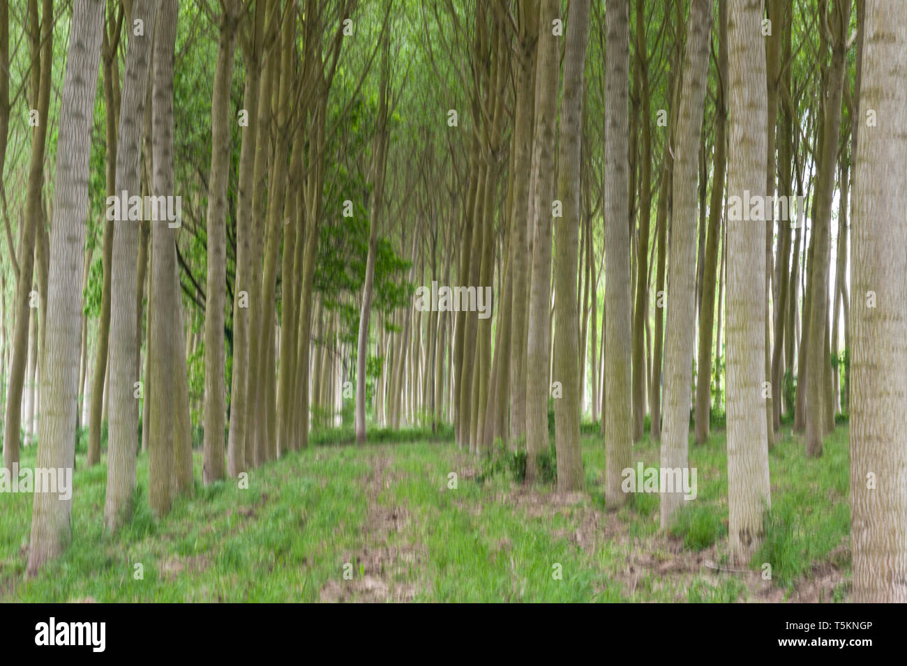 Abstract motion blur di alberi in una foresta - una lunga esposizione Foto Stock