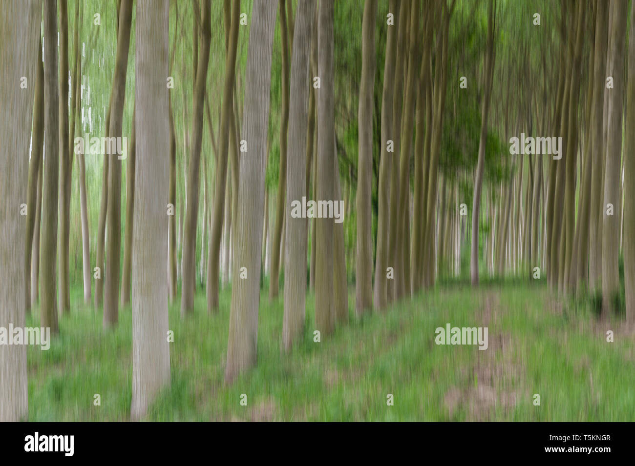 Abstract motion blur di alberi in una foresta - una lunga esposizione Foto Stock