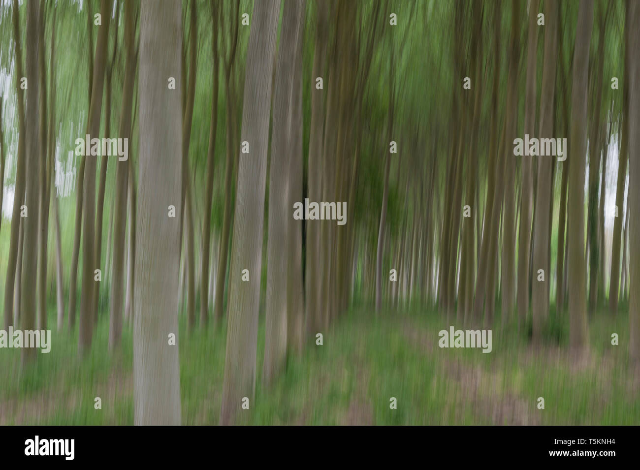 Abstract motion blur di alberi in una foresta - una lunga esposizione Foto Stock