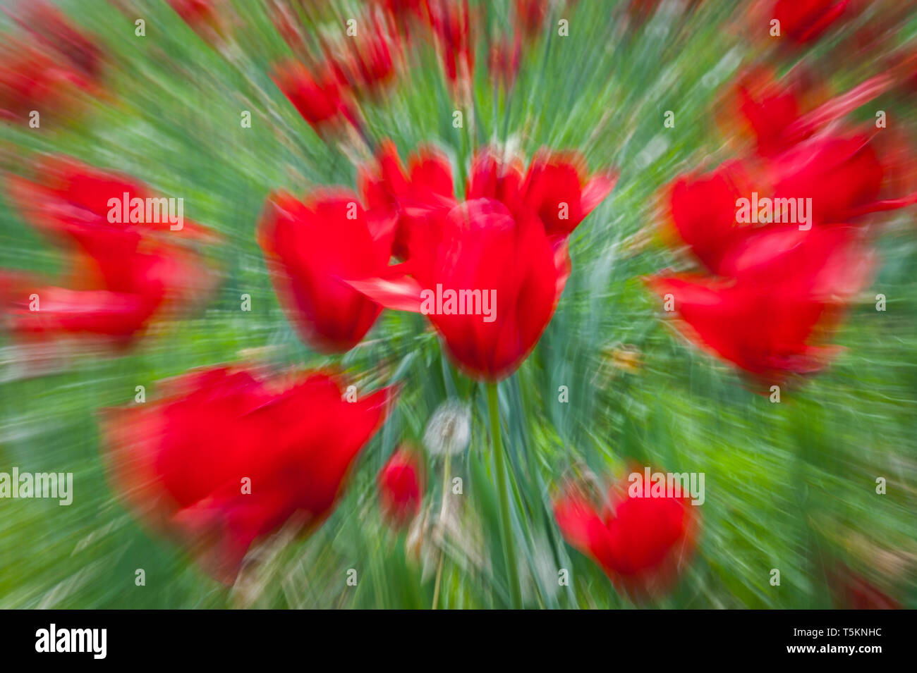 Abstract motion blur di fiori - una lunga esposizione Foto Stock